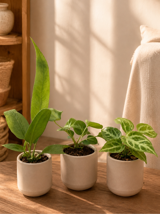 Foliage Anthurium Combo Of 3- Vittariifolium,Watermalience, Crystal Hope