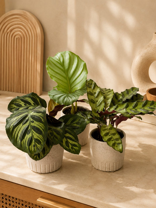 Calathea Combo 899-Orbifolia+Makoyana+Insignis (With Pot)
