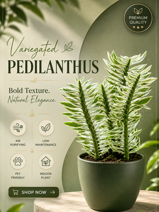 Variegated Pedilanthus (With Pot)