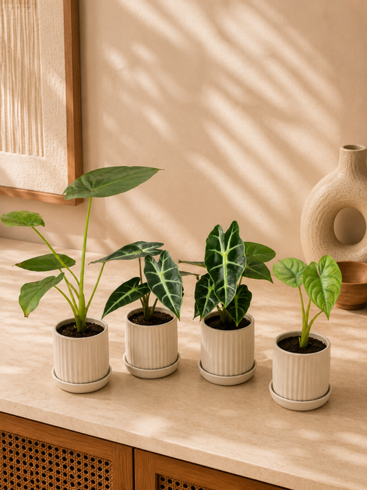 Alocasia Combo 575-Wentii+Amazonica+Bambino+Scalprum (Tissue Culture Plants in Jiffy bags)