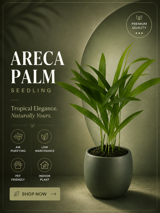 Areca Palm Seedling (Pack Of Two)