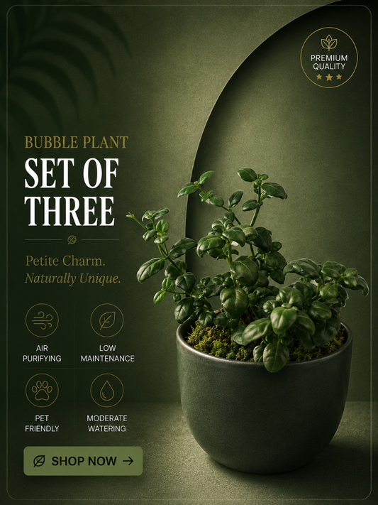 Bubble Plant (Set of Three) in Jiffy bags