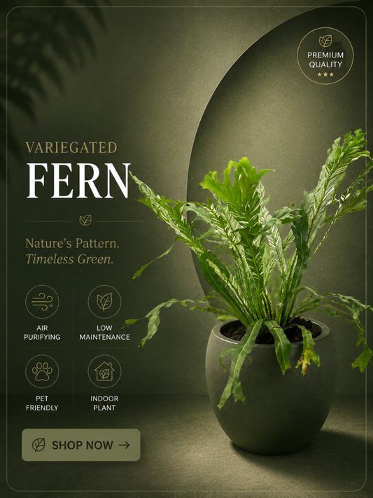 Variegated Fern