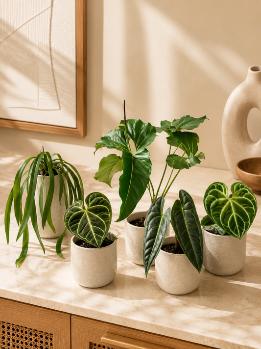Foliage Anthurium Super Combo 895-Vittarifolium, Regale, Browni, Watermaliense, Dorayaki (In Jiffy Bags)