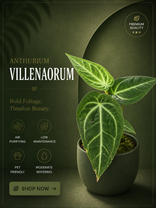 Foliage Anthurium Villenaorum (Well rooted Plant) with Pot