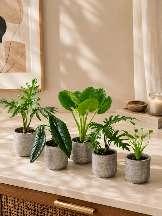 Alocasia Combo 899- Brancifolia+Scalprum+Macrorrhiza+Portei+Tiny Dancer (In Jiffy bags)