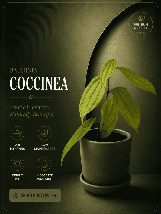 Bauhinia Coccinea (Rooted plant in poly bag)