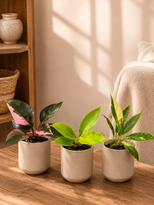 Philodendron Combo 499 Ring Of Fire Variegated+Pink Princess+ Moon Shine (Tissue Culture Plants in Jiffy bags)