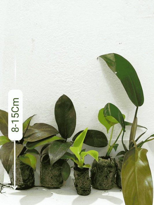 Philodendron Combo 777 (Monstera deliciosa, Florida bronze , Moonshine, Black cardinal, Macolis finale) Tissue culture plants in Jiffy