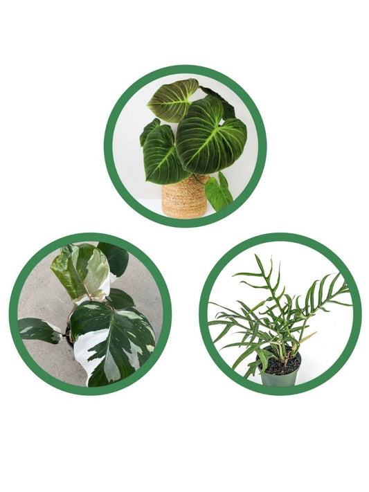 Philodendron Rare Combo 649- Philodendron Tortum ,Philodendron El Choco Red, Philodendron White Knight Variegated (In Jiffy Bags)