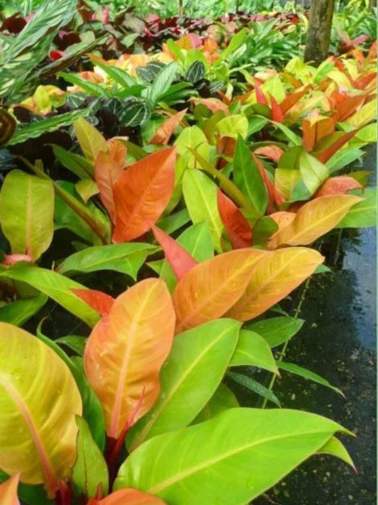 Philodendron Prince of Orange ( Tissue Culture Plant in Jiffy Bag)