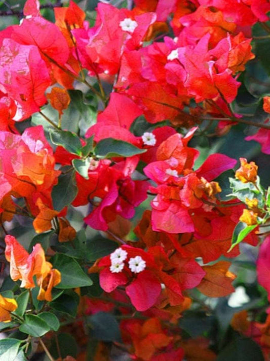 Bougainvillea Red Wonder Rooted Plant in Polybag