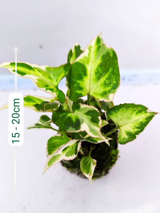 Syngonium Starlite (Tissue Culture Plant in Jiffy Bag)