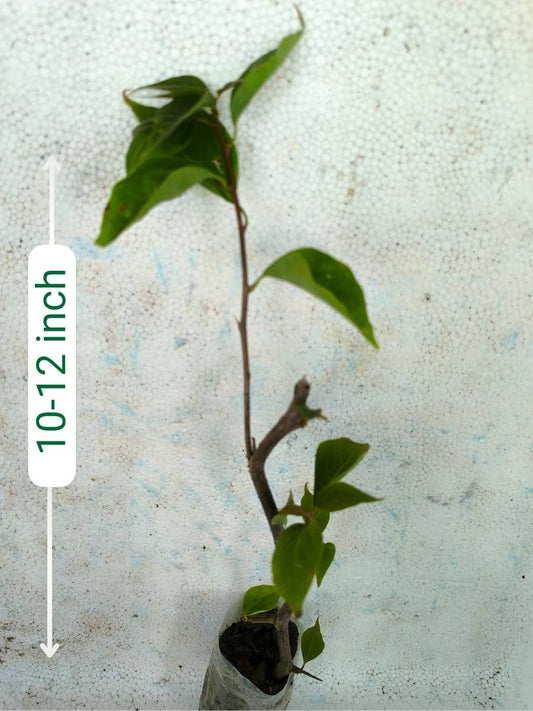 Bougainvillea Sufi Indiana Rooted Plant in Polybag