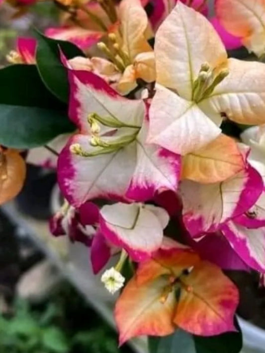 Bougainvillea Sufi Indiana Rooted Plant in Polybag