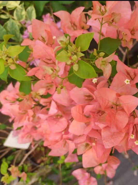 Bougainvillea Sunset Orange Rooted Plant in Polybag