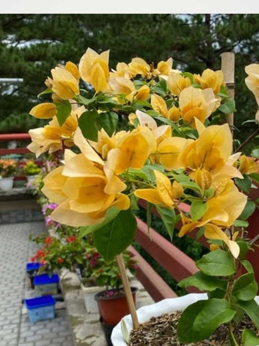 Bougainvillea Suvarna Rooted Plant in Polybag