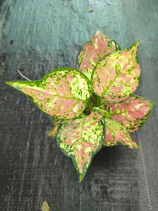 Aglaonema Tricolour Medium Size Rooted Plant Without Pot