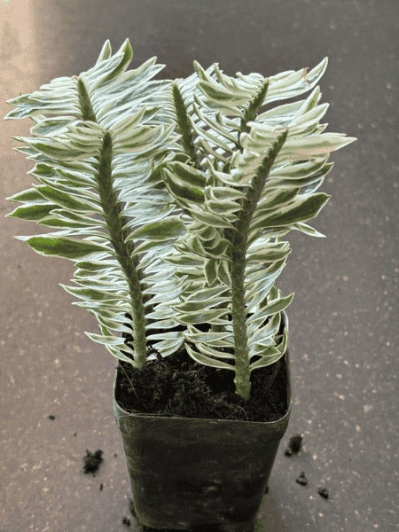 Variegated Pedilanthus (With Pot)