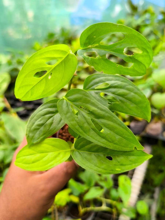 Philodendron Broken Heart (Monstera Adansonii, Tissue Culture Plant in Jiffy Bag)