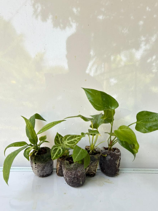 Foliage Anthurium Super Combo 999-Vittarifolium, King Of Spade Hybrid, Big Bill, Watermaliense, Dorayaki (In Jiffy Bags)