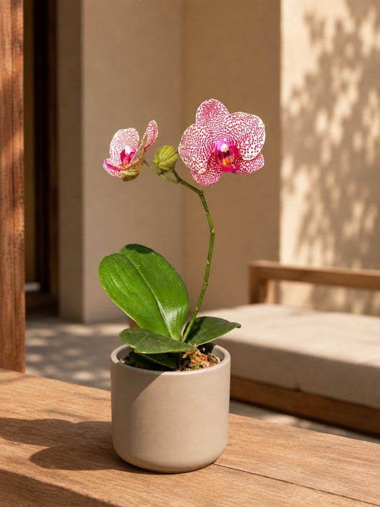 Imported Orchid Phalaenopsis 1526 With Flowers And Buds ( In Pot)