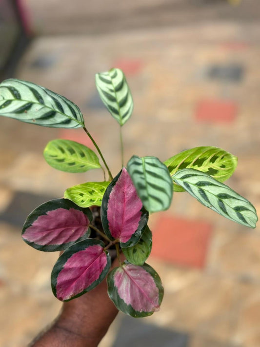 Calathea Combo 495- Ruscus, Lemon Lime, Maranta ( In Paper Bags)