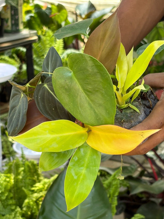 Indoor Plants Super Combo 777- Pluto Gold, Monstera Deliciosa, Philodendron Melanochrysum,Philodendron McColley’s Finale,Philodendron Orange Splendor (In Jiffy Bags)