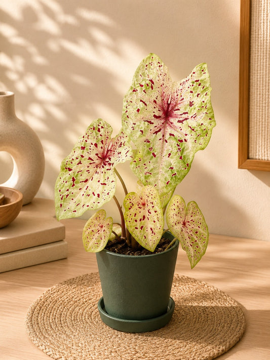 Thai Dwarf Caladium Muffet Sapling (In Jiffy Bags)