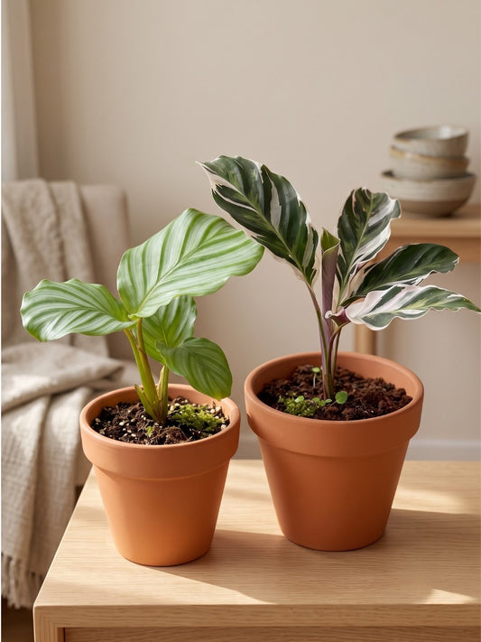Calathea Combo 849-Orbifolia+White Fusion(In Pot)