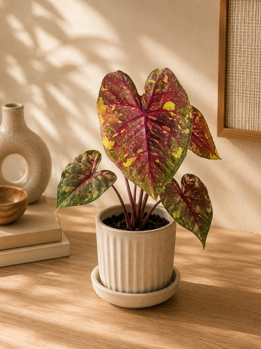 Thai Dwarf Caladium Tong Siam Sprouted Bulb( In Paper Bag)