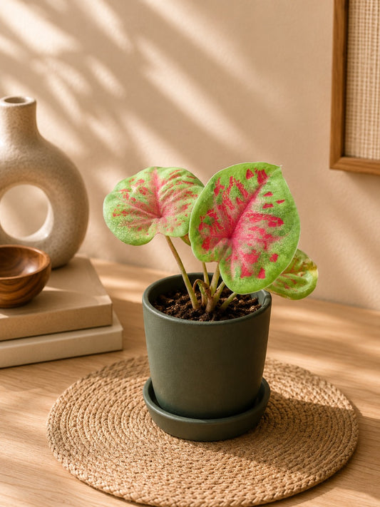 Thai Dwarf Caladium Aurora Sprouted Bulb (In Paper Bag)