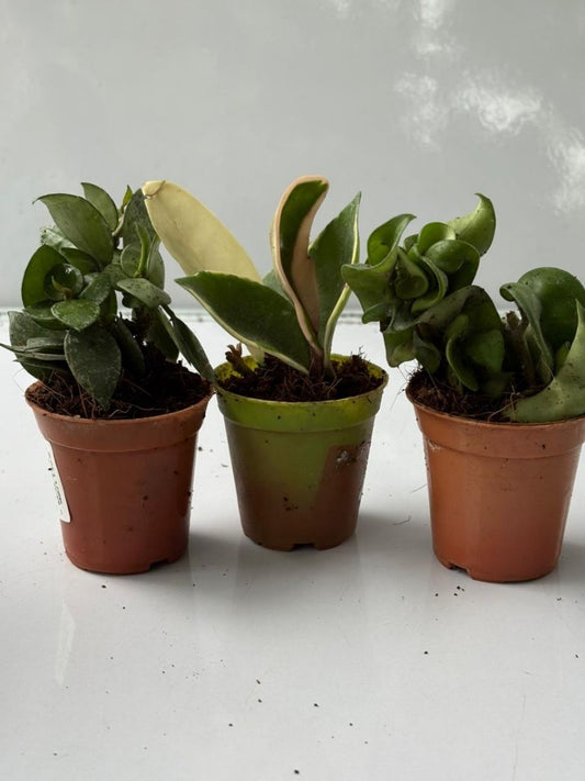 Hoya Plant Super Combo 444-Krohlana+Carnosa+Variegated (With Pot)