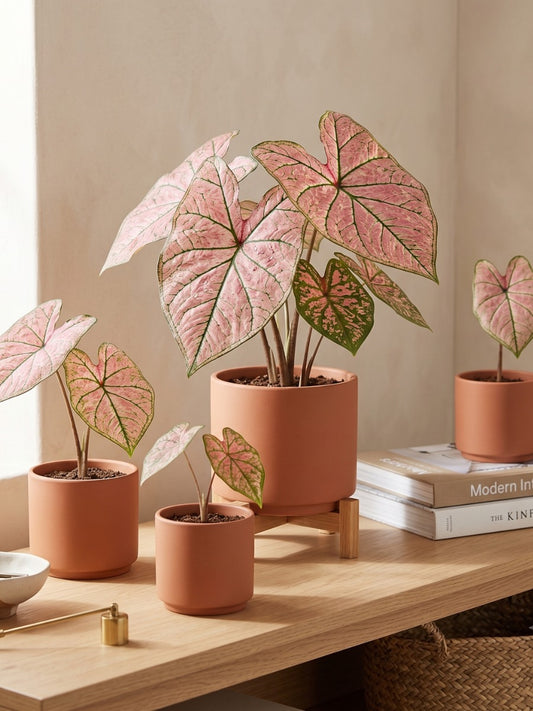 Thai Dwarf Caladium Clone No: 19 Sprouted Bulb( In Paper Bag)