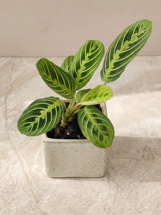 Calathea Lemon Lime (With Pot)