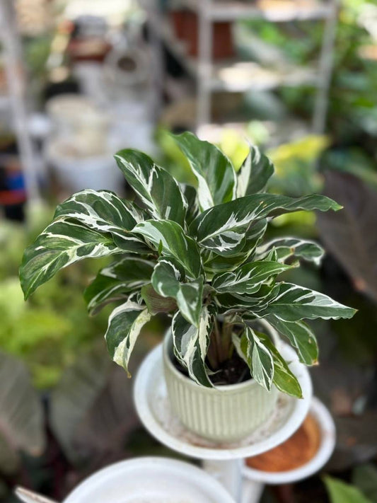 Calathea White Fusion (With Pot)