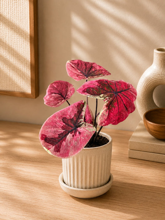 Thai Dwarf Caladium Red Stone Sprouted Bulb (In Paper Bag)