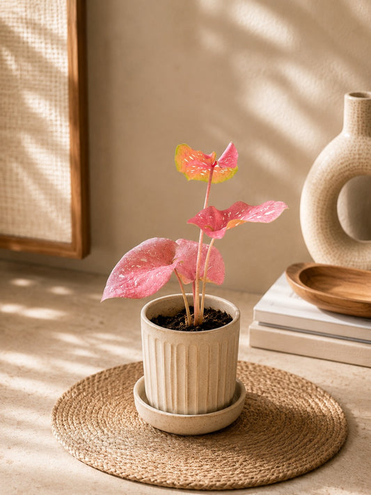 Thai Dwarf Caladium Tawasuriyan Sprouted Bulb (In Paper Bag)