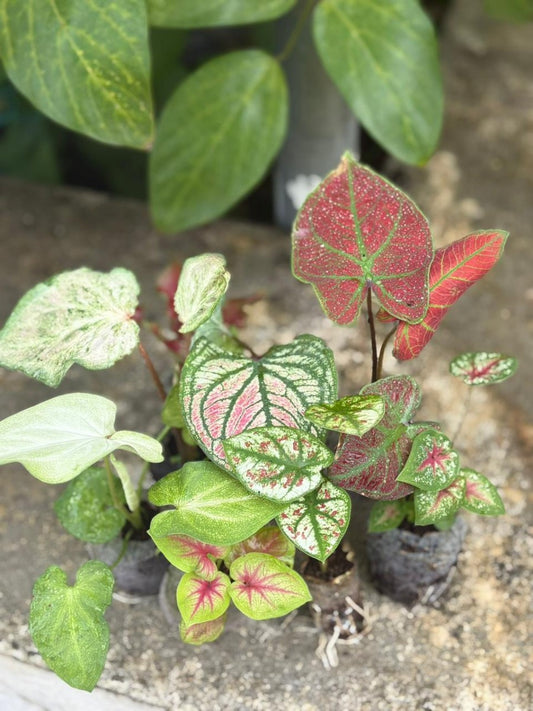 Thai  Caladium Sprouted Bulbs (Assorted) Combo 777 -Set of 6 Sprouted Bulbs in Jiffy Bags