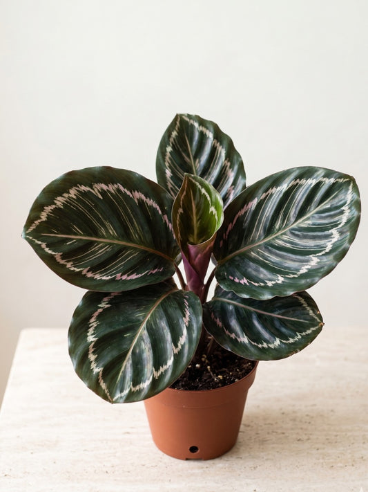 Calathea Red Wine (With Pot)