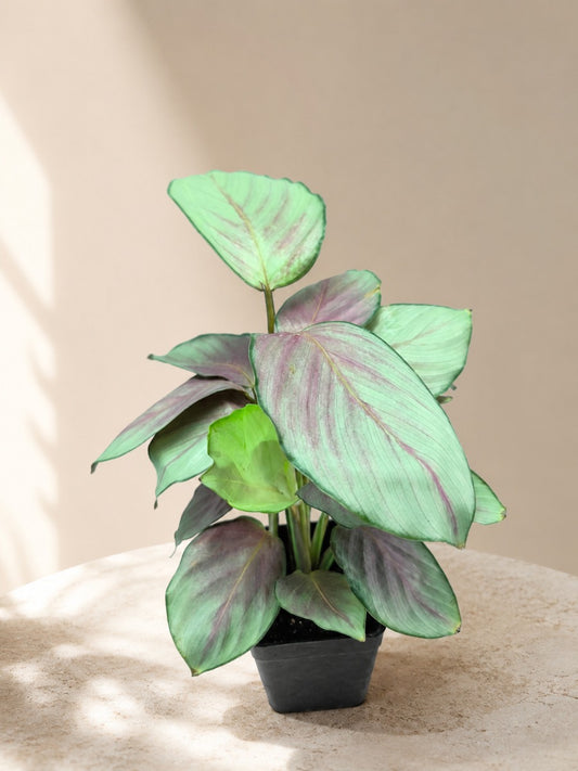 Calathea Silver Plate (With Pot)