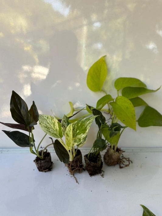 Pothos (Money Plant )Combo449- Marble+Golden+Sleeping +Black (In Jiffy Bag)