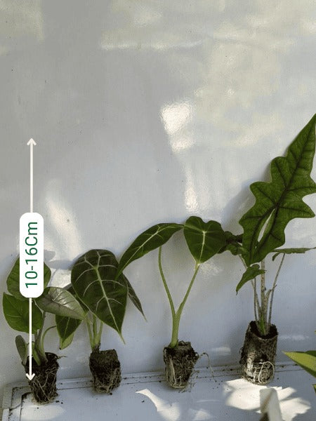 Alocasia Plants Super Combo 678- Jacklyn, Frydeck,Watsoniana,Platinum(Rooted In Paper Bags)