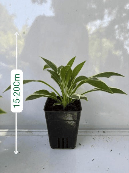 Hosta Fragrant Branquet (With Pot)