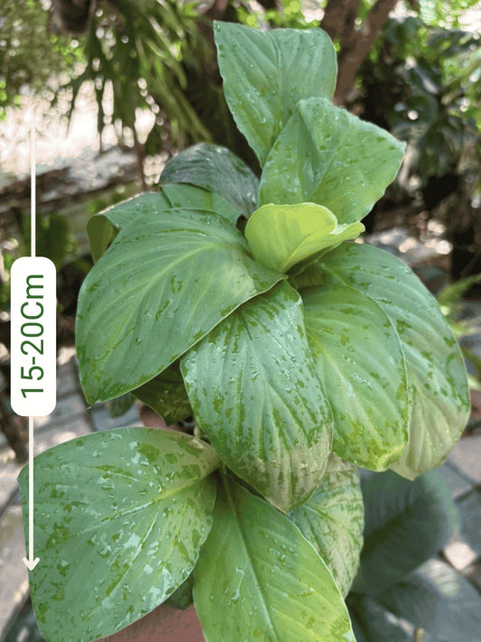 Giant Peace Lilly (Spathiphyllum Sensation) Super Combo 499-