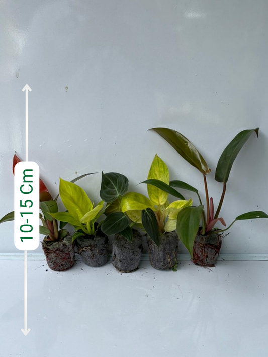 Philodendron Super Combo 789 -Melanochrysum, Florida bronze, Sunred, Rush, Painted Lady (In Jiffy Bags)