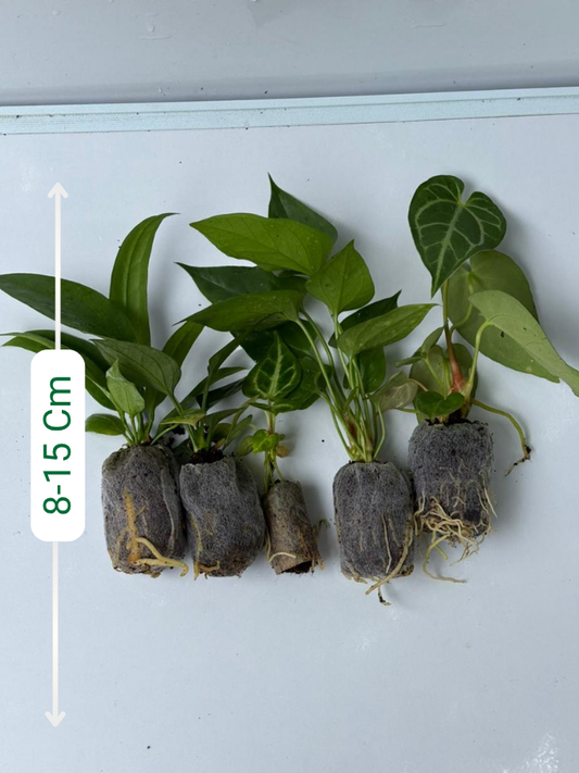 Foliage Anthurium Super Combo 895-Vittarifolium, Regale, Browni, Watermaliense, Dorayaki (In Jiffy Bags)