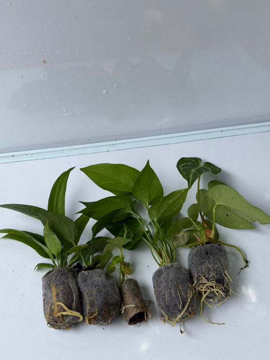 Foliage Anthurium Super Combo 895-Vittarifolium, Regale, Browni, Watermaliense, Dorayaki (In Jiffy Bags)