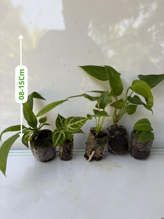 Foliage Anthurium Super Combo 999-Vittarifolium, King Of Spade Hybrid, Big Bill, Watermaliense, Dorayaki (In Jiffy Bags)