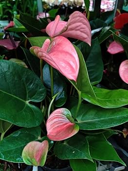Double Colour Miniature Anthurium Multi Shooted Plant With Flower In Pot